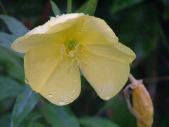 Oenothera glazioviana Grote teunisbloem ** bestellen